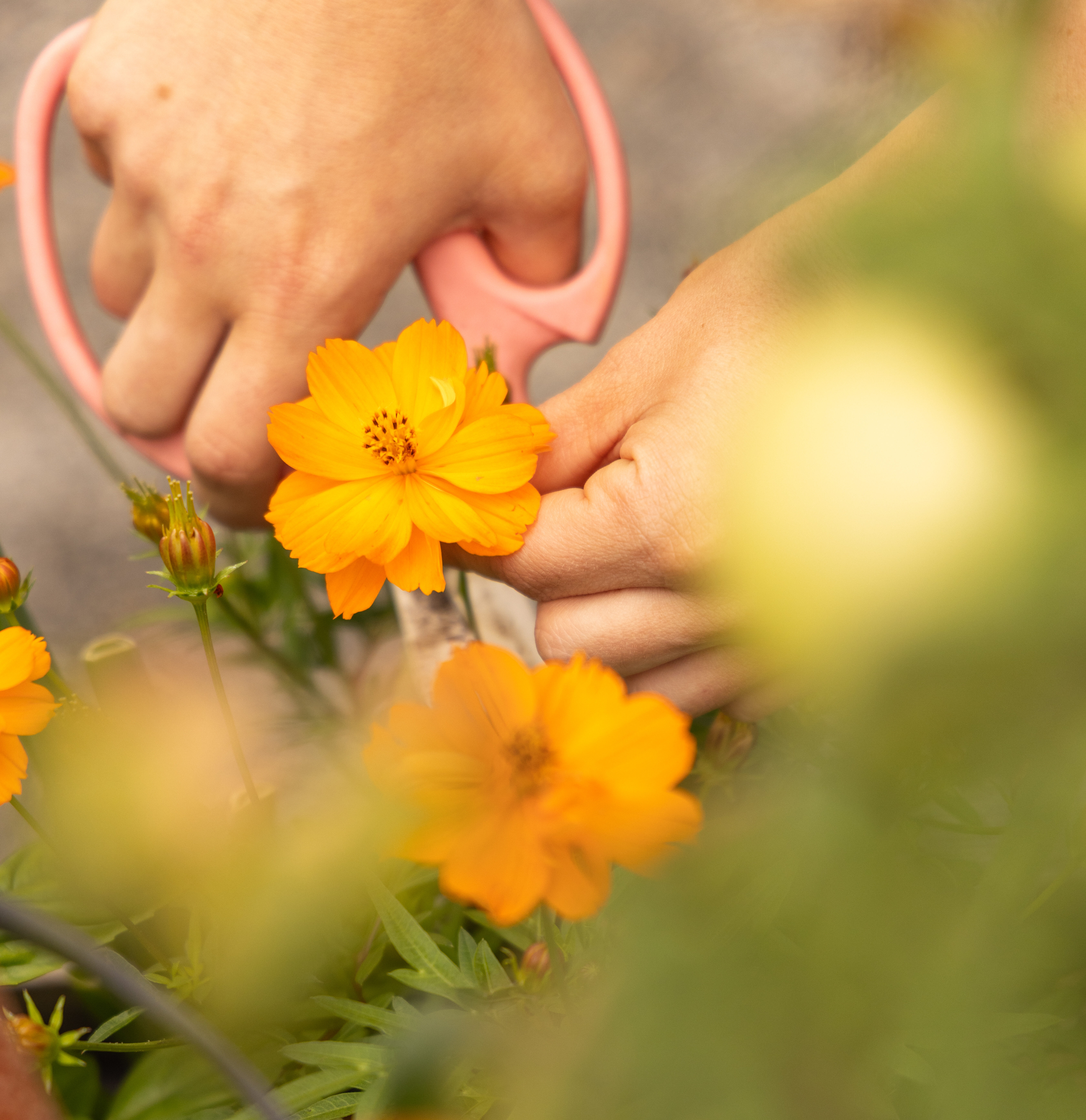 Harvesting Fowers